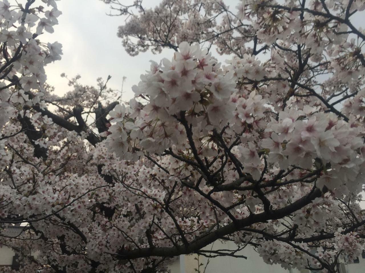 Guest House Daisho Oshiro Asobi Мацуэ Экстерьер фото